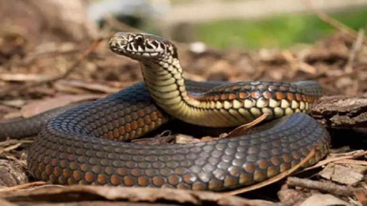 12 species of snakes lizards and frogs have been discovered for the first time in world
