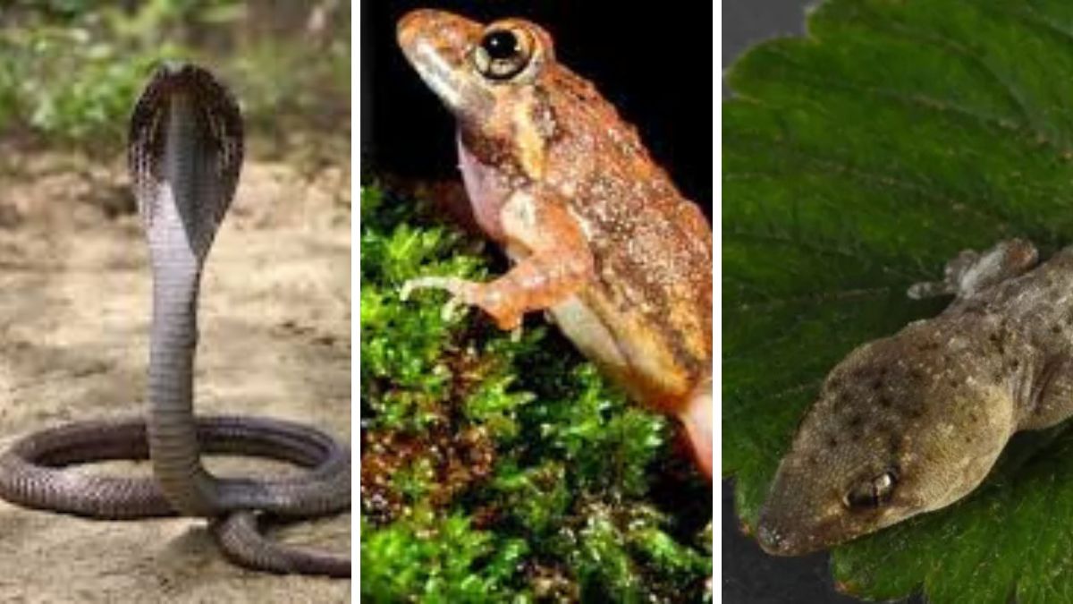 12 new species of snakes lizards and frogs discovered