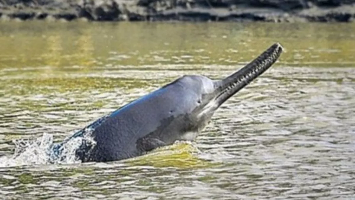 dolphin survival only ganges river among 28 indian rivers