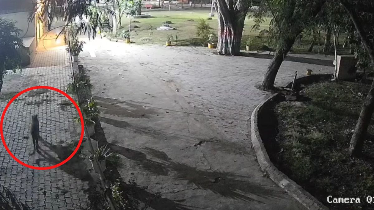 leopard spotted in rewari college students fearful campus alert