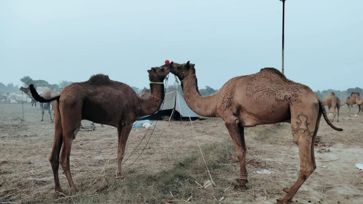 bateshwar animal fair among the ten camels the most special is the pair of ram laxman