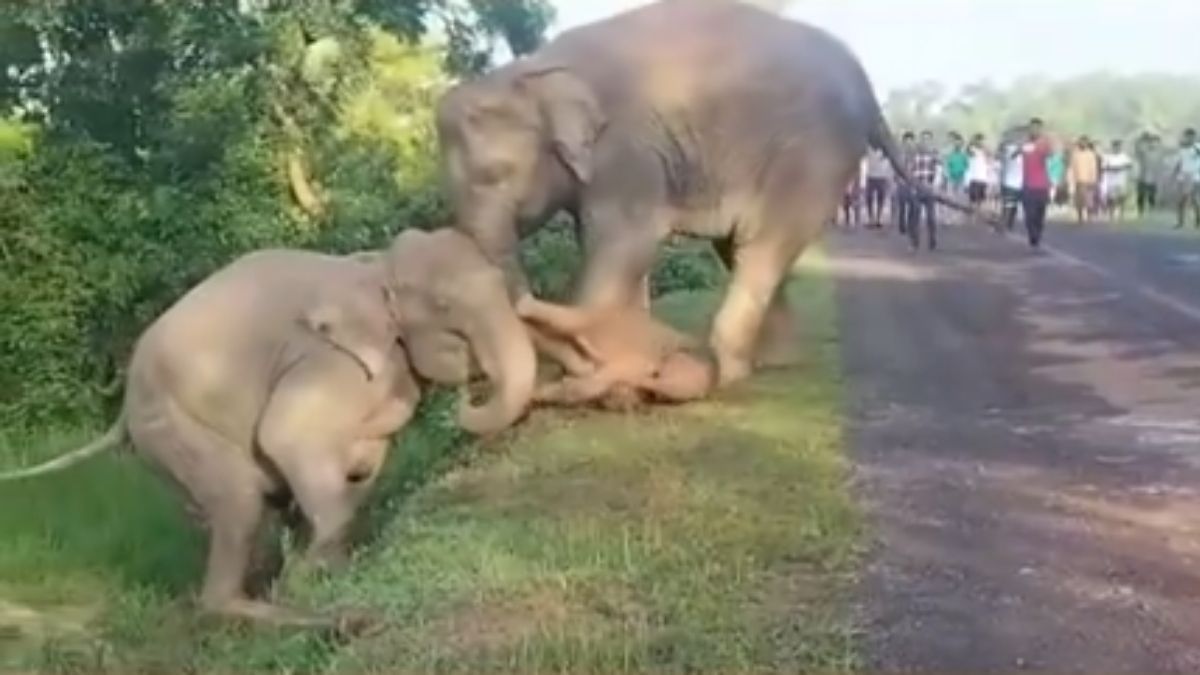 elephant calf rescued by mother viral video shows heartwarming moment