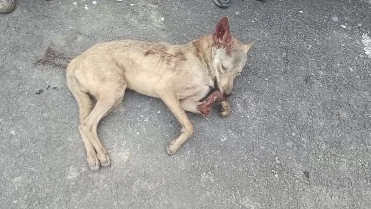 a wolf synonymous with terror was killed in bahraich by a forest department shooter
