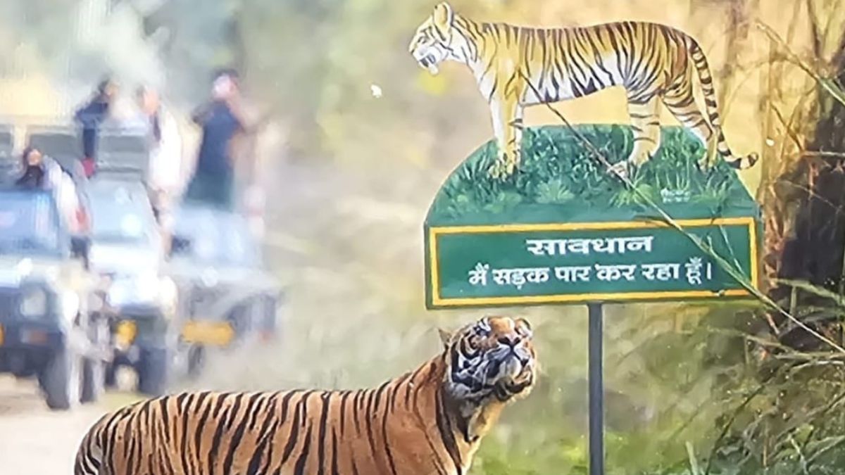 up tiger reserve experience tiger encounters and bird watching