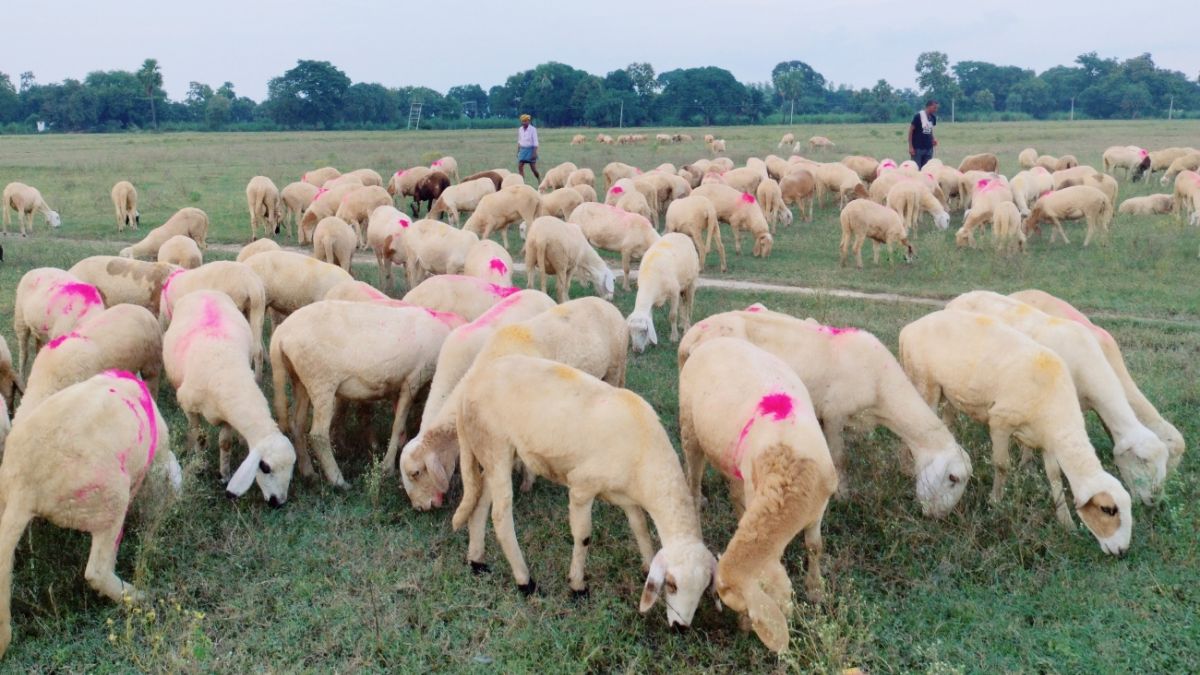 saran farmers revive old method amid expensive fertilizers