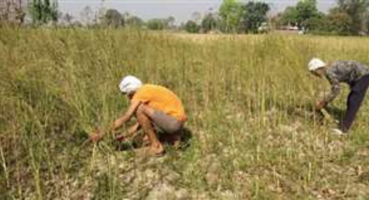 dam in muzaffarpur spoils farm health
