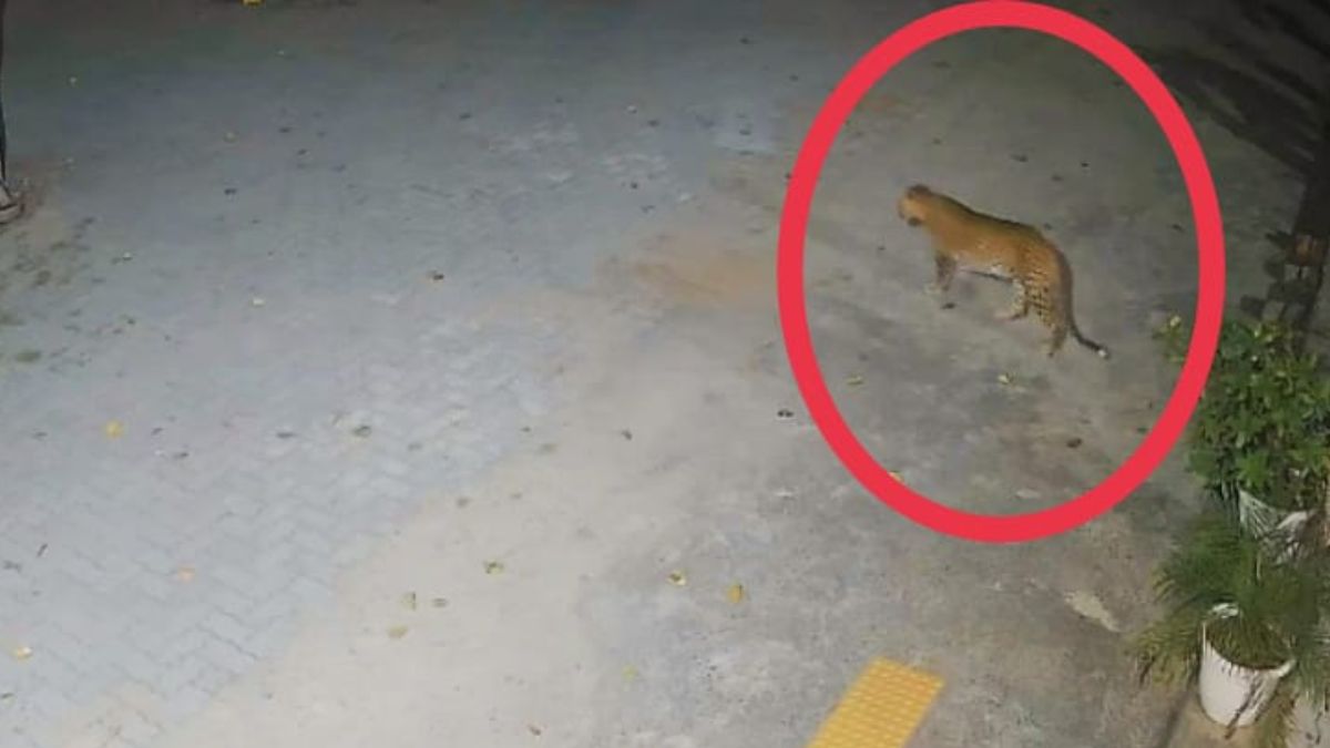 leopard spotted again in bawal college rescue operation underway