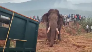 जंगली हाथी रोलेक्स को कैंप भेजा गया। (एएनआई)