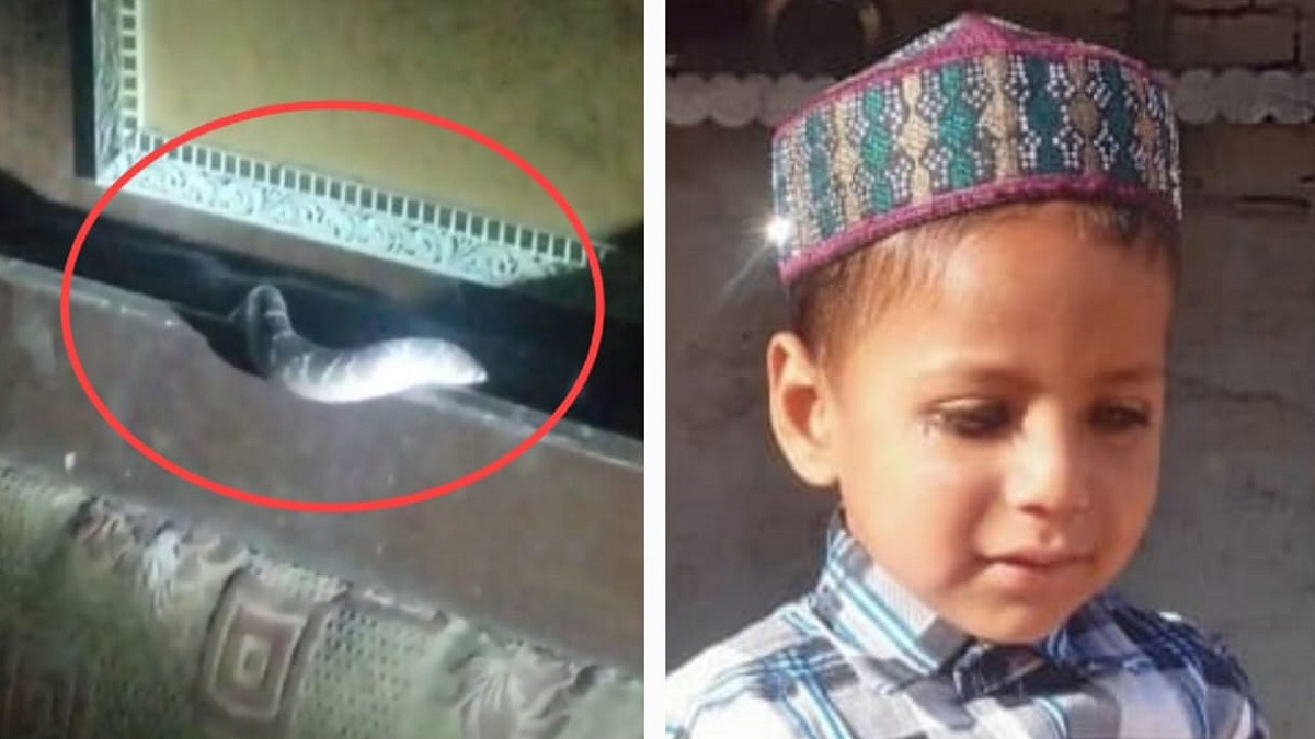 snakebite tragedy 4yearold boy dies in bagpat while sleeping