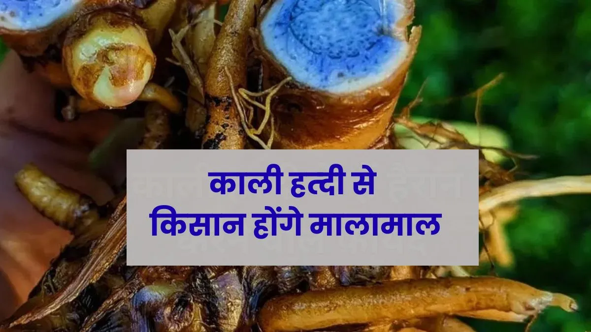Odisha News: कोरापुट में काली हल्दी की खेती शुरू, 1200 से 2000 रुपये प्रति किलो तक मिलता है भाव
