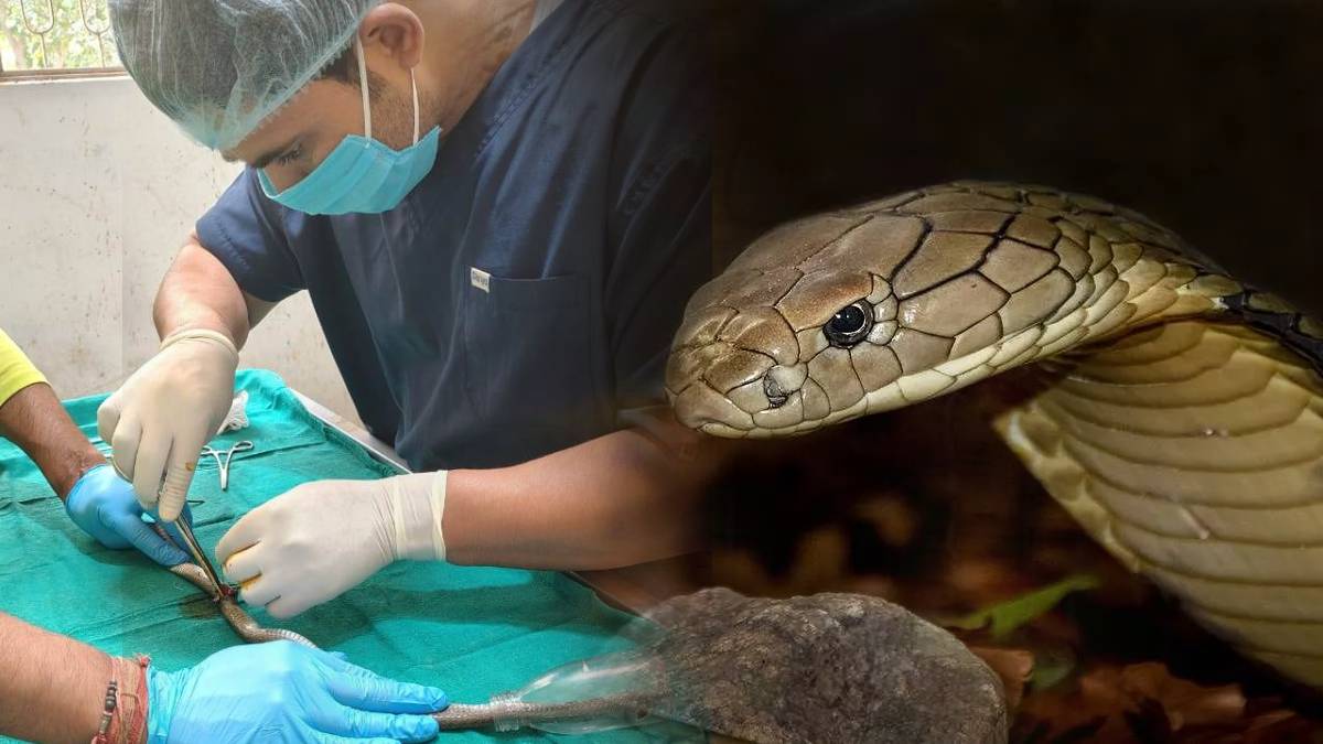 cobra snake intestine surgery doctors save life in bhiwani