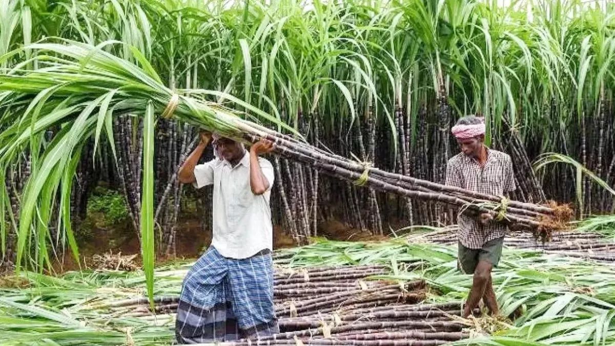 barabanki farmers get 50 off on sugarcane seeds focus on autumn planting
