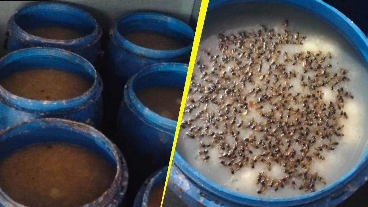 filthy sweet factory busted in kaithal insects found in sweets