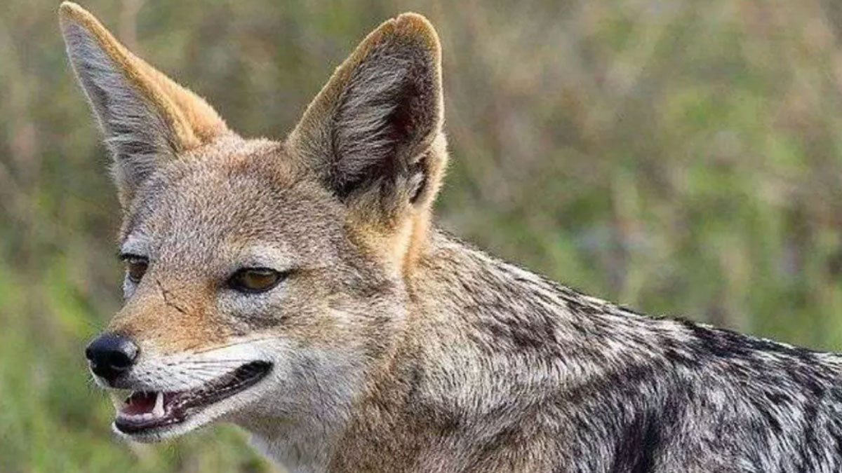 jackal terror in uttarakhand attacks six people including an elderly man