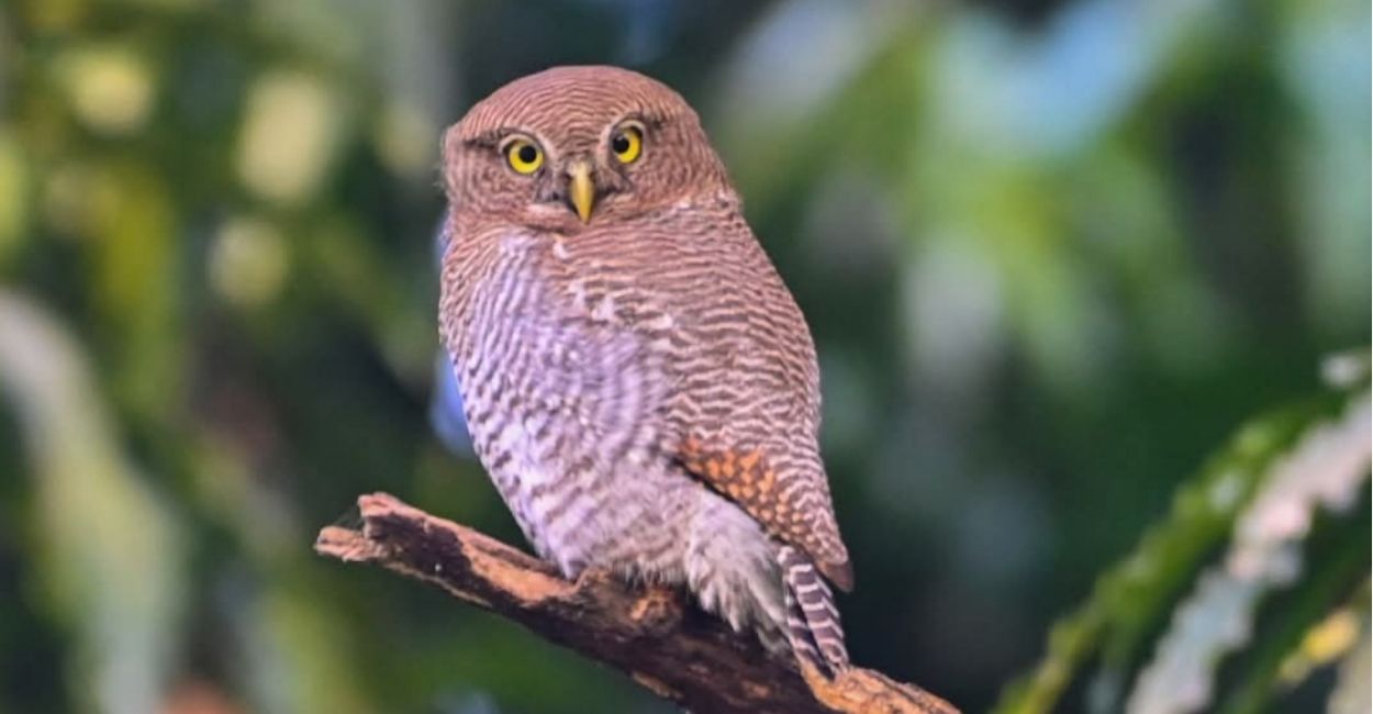 owl protection alert on diwali kanpur zoo step up wildlife monitoring during diwali nights