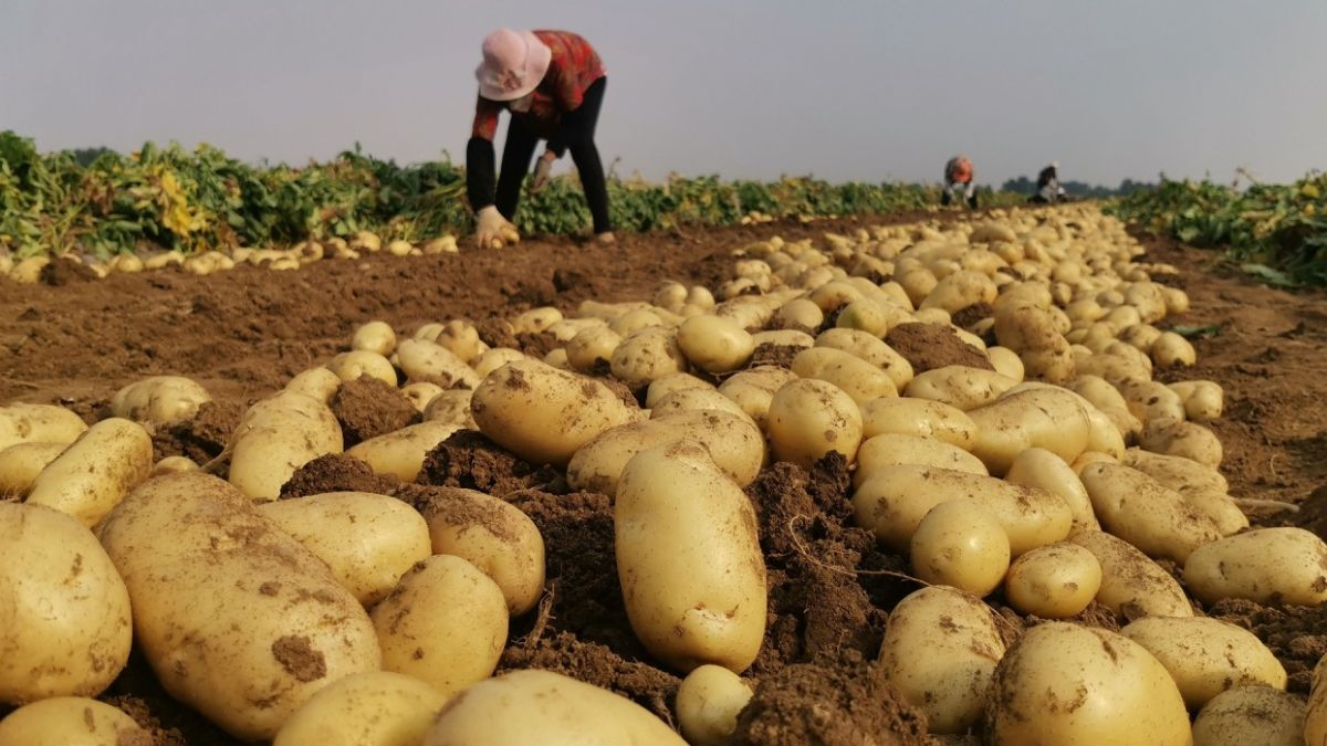 double potato yield expert tips on seeds fertilizer irrigation
