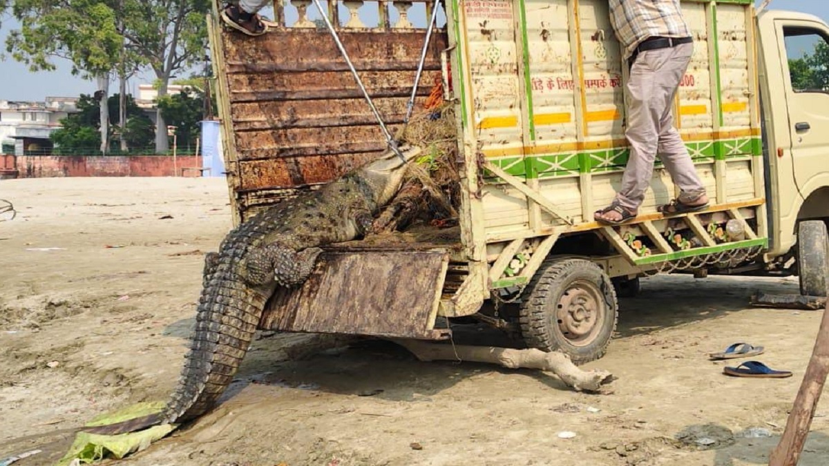 pratapgarh crocodile rescued from rice field released in ganga river