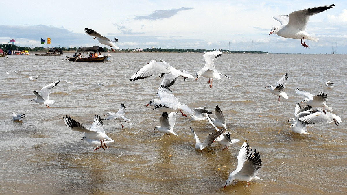 prayagraj sangam siberian migratory birds delight visitors in winter