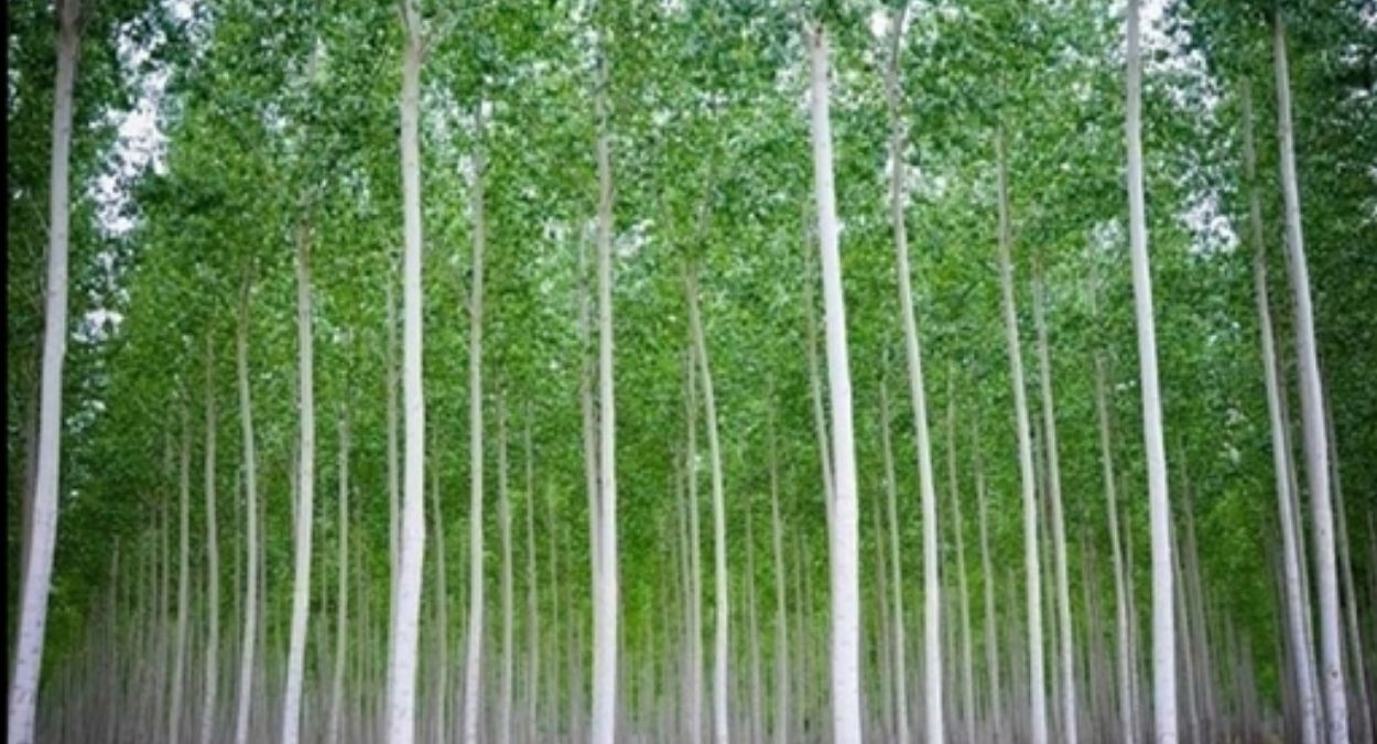 case filed for cutting eucalyptus trees outside rice mill in gurdaspur