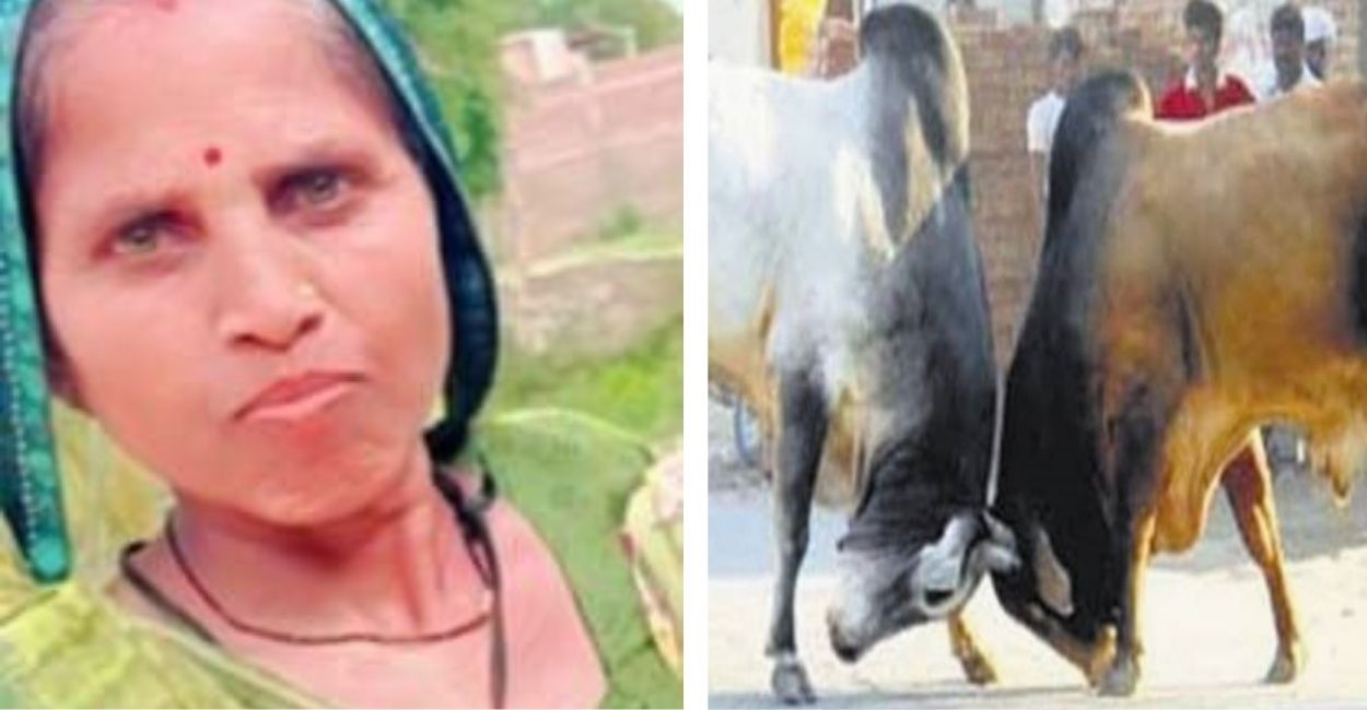 woman dies before diwali in bull fight accident in rath hamirpur