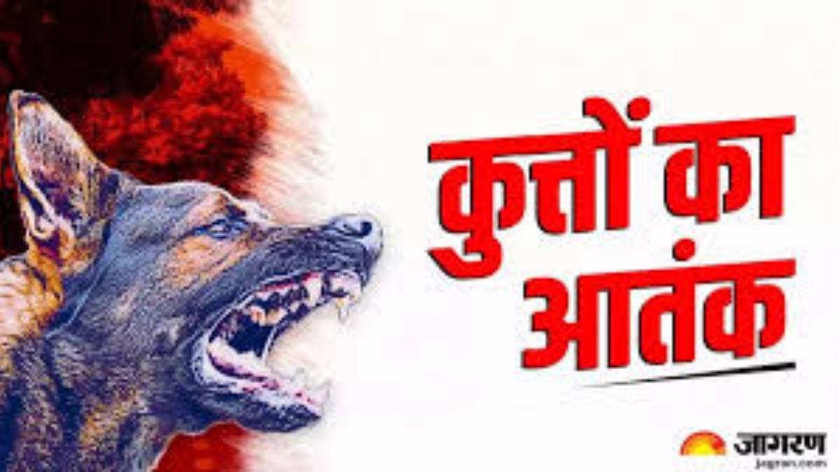 mad dog terrorizes railway station injures several