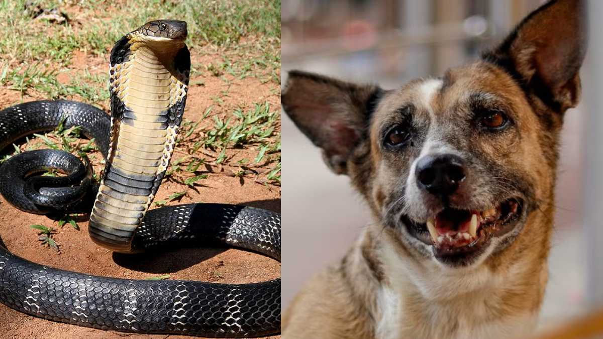 kerala dog fight with cobra to save his owner life managed to kill the snake