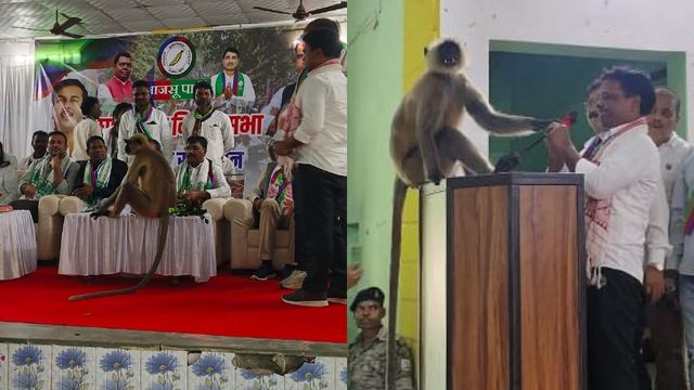 आजसू की रैली में पहुंचा बंदर, माइक छीन मंच पर जमाया कब्जा; जमकर किया हंगामा

