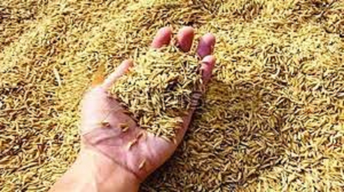 gurnam singh charuni alleges collusion in haryana paddy procurement