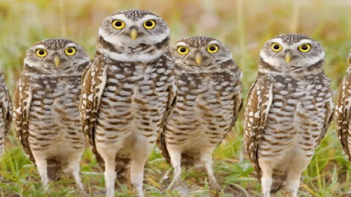 diwali 2025 strict action against owl worship on diwali anyone caught could face jail time