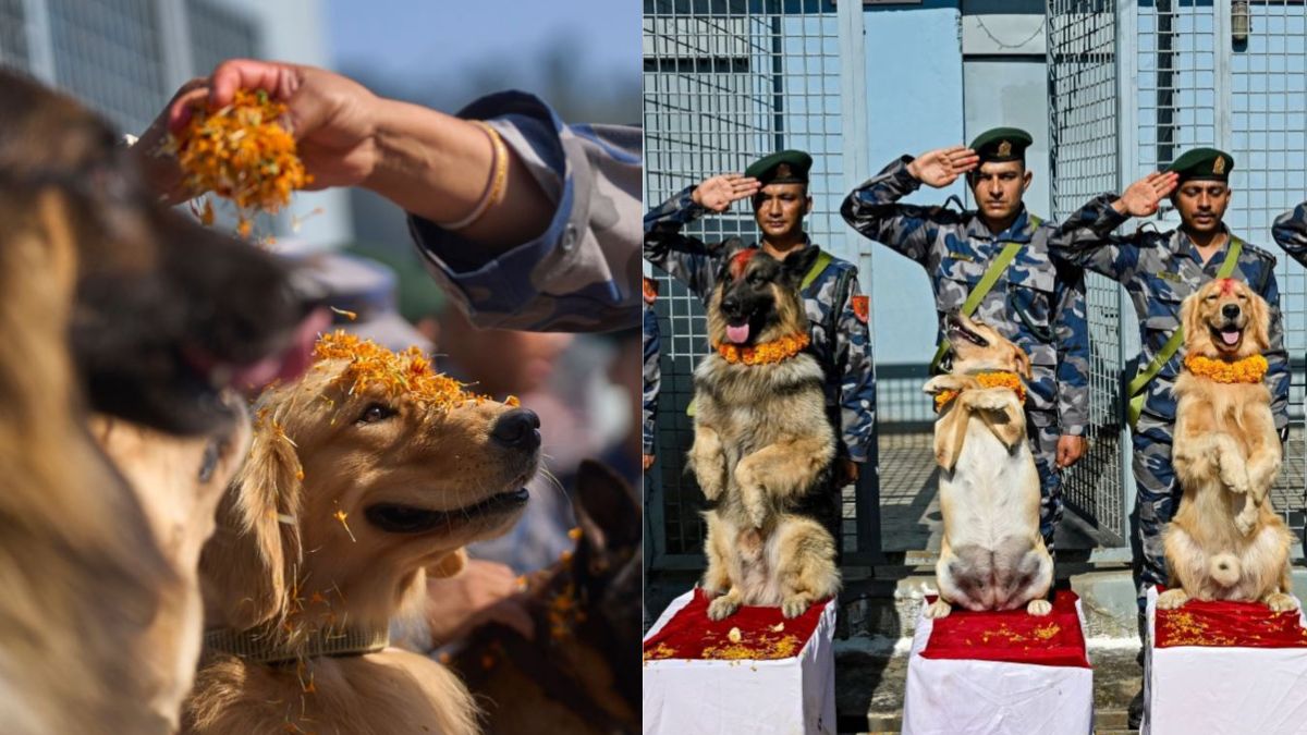 nepal armed police force celebrate kukur tihar during diwali in kathmandu