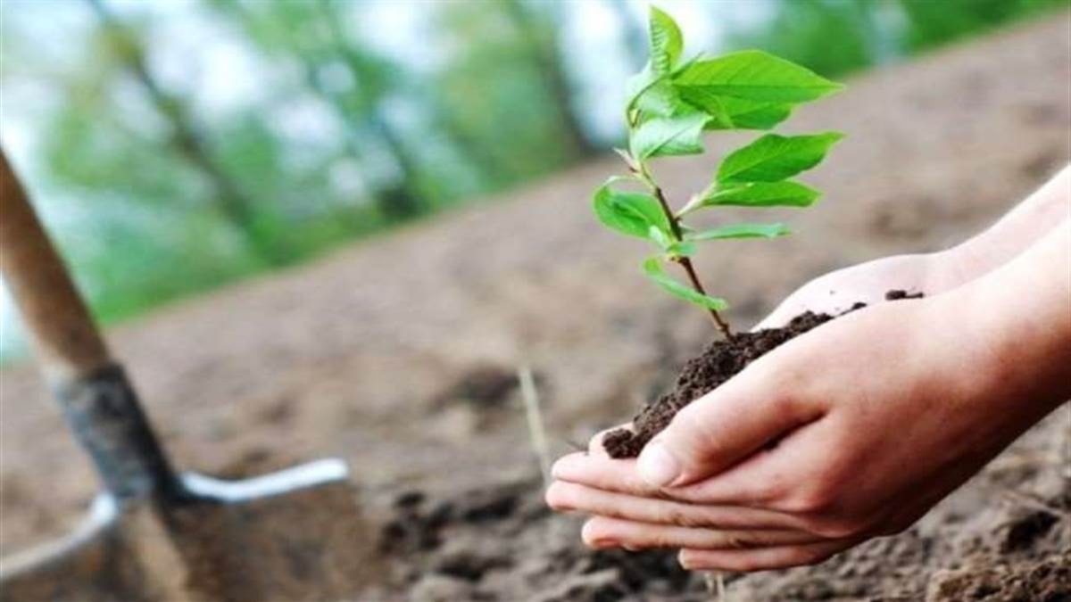 delhimumbai expressway 1 million trees to create oxygen factory