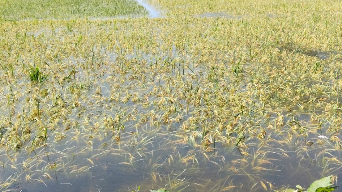 shivhar flood devastation farmer hopes drowned with paddy crop