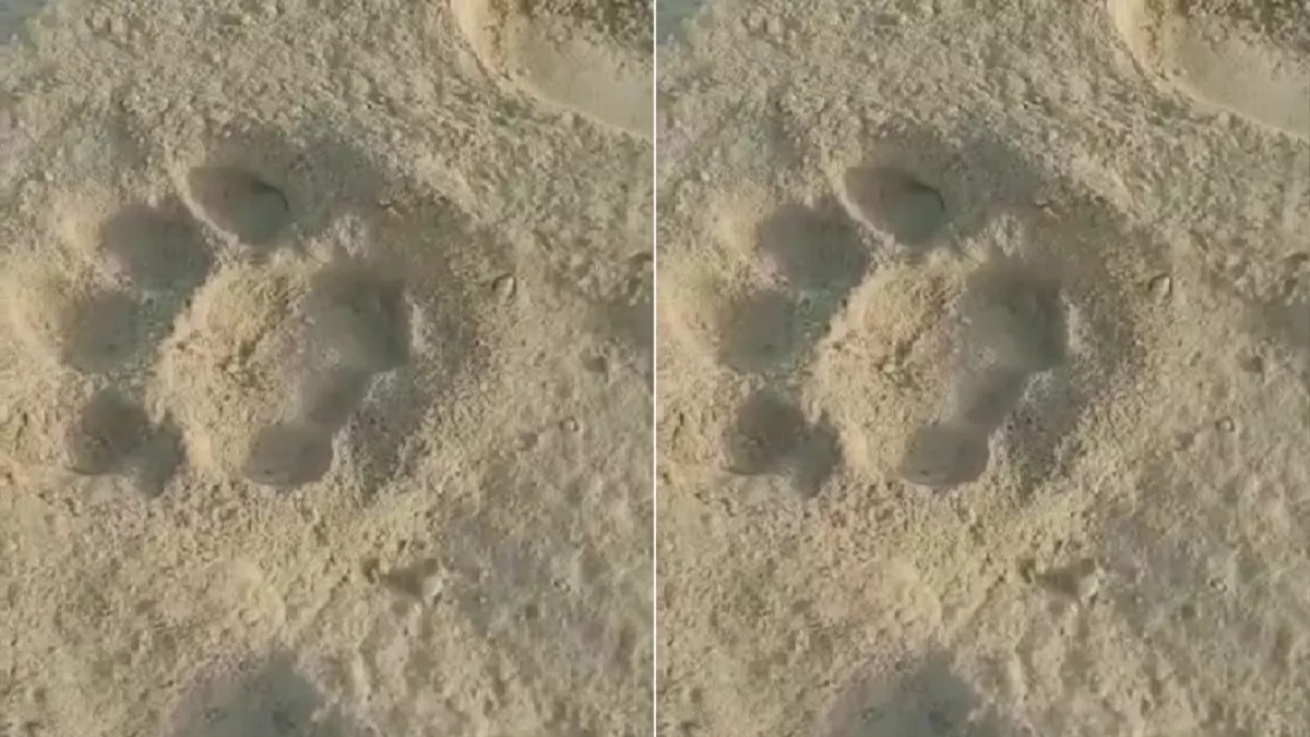 leopard scare in manesar footprints spark fear in villagers