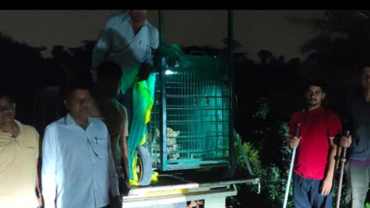 leopard rescue leopard captured after hiding in rewari college for 5 days