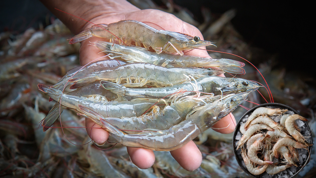 australia lifts import ban on indian shrimp seafood sector boost