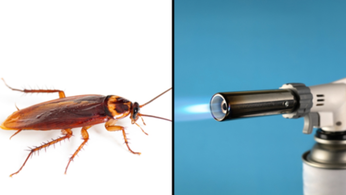 south korea womans cockroach extermination attempt turns deadly