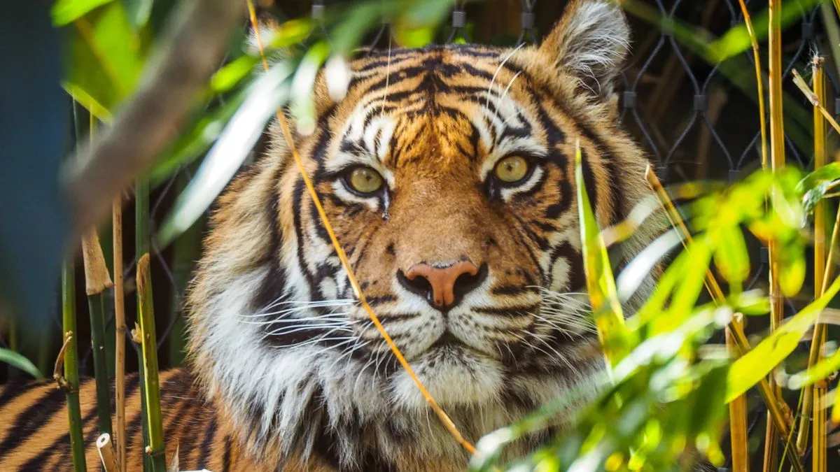 maharashtra 124 tigers and 537 leopards died in 4 years since 2022 rti report revealed