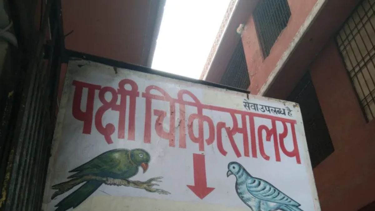 diwali fireworks over 200 birds injured rushed to hospitals