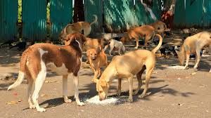 चाकुलिया में पागल कुत्ते का आतंक, 26 घायल
