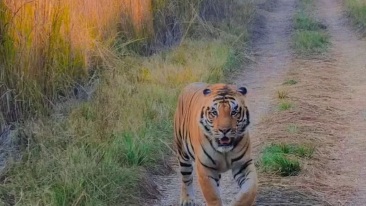 pilibhit tiger reserve new route online booking early opening