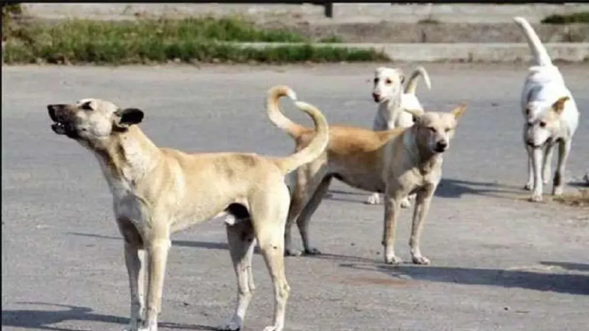 sterilization tender issued for stray dogs in shamli