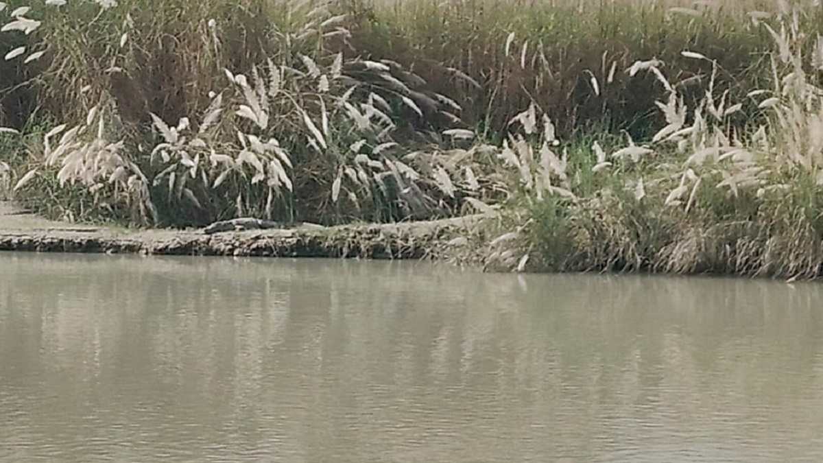 preparations for chhath puja in full swing in bagaha presence of crocodiles creates panic
