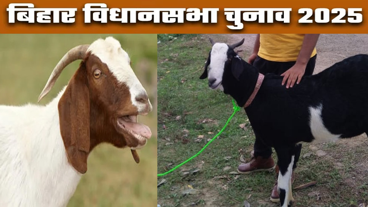 bihar assembly election 2025 political satire rumors and gossip are going on in full force in bihar elections