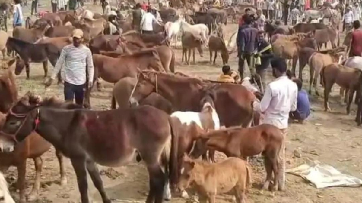 chitrakoot donkey fair sunny deol top bid lawrence no buyers