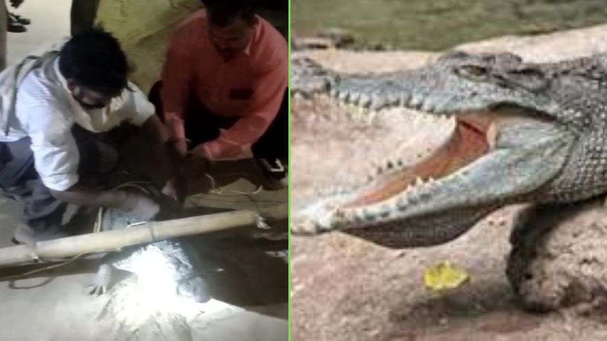 crocodile enters house from canal panic in village