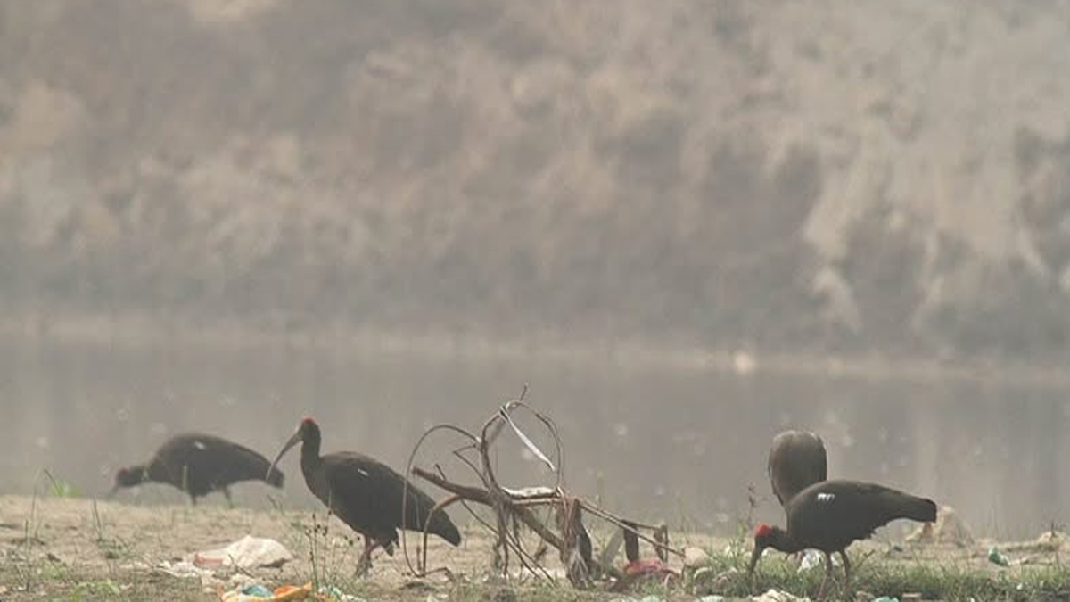 red naped ibis sighting at gharana wetland attracts visitors