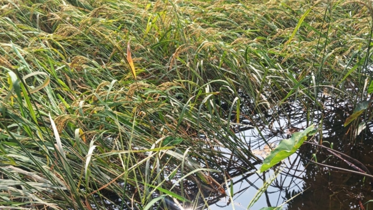 cyclone devastates paddy crop in gopalganj bihar farmers face ruin