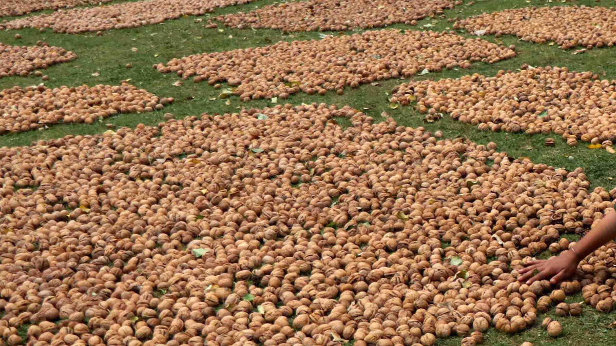 kashmiri walnut price surge us tariffs benefit uri farmers