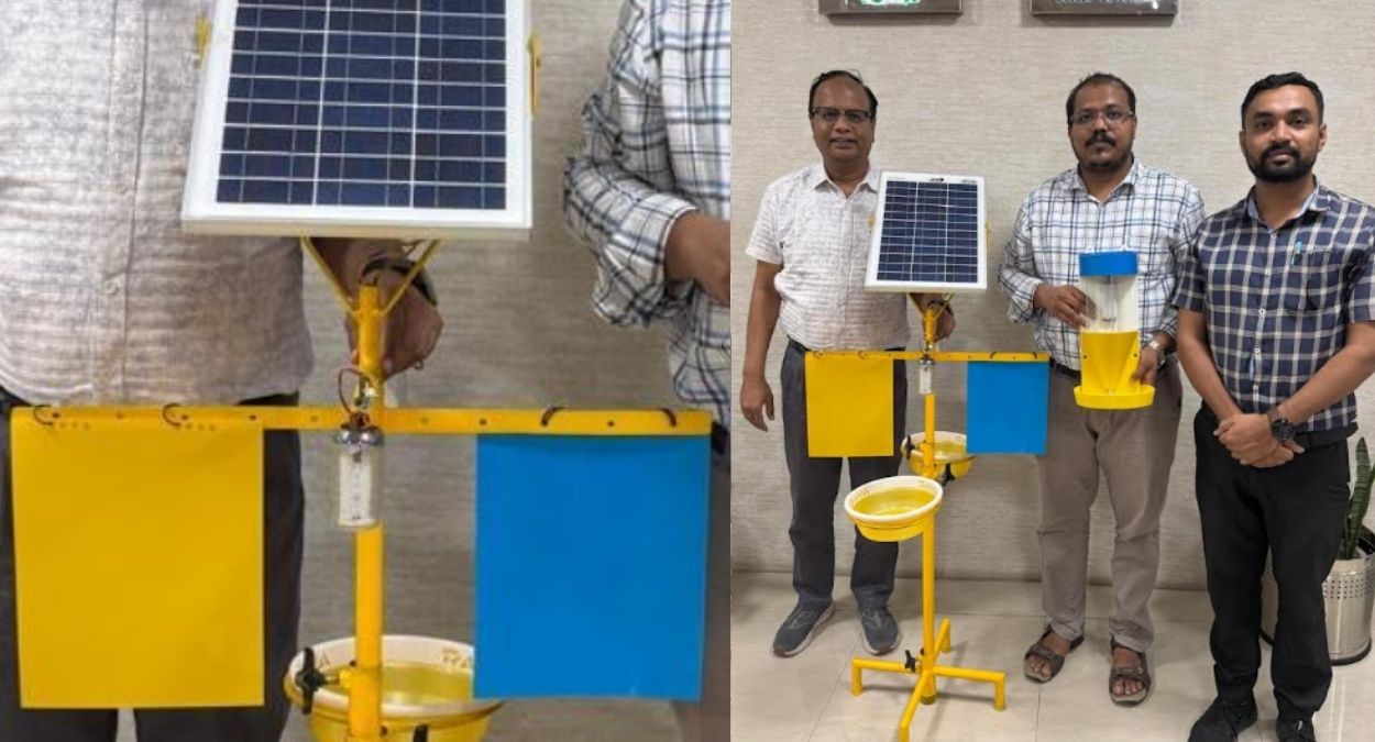 innovative insect traps developed for grain storage a breakthrough for farmers