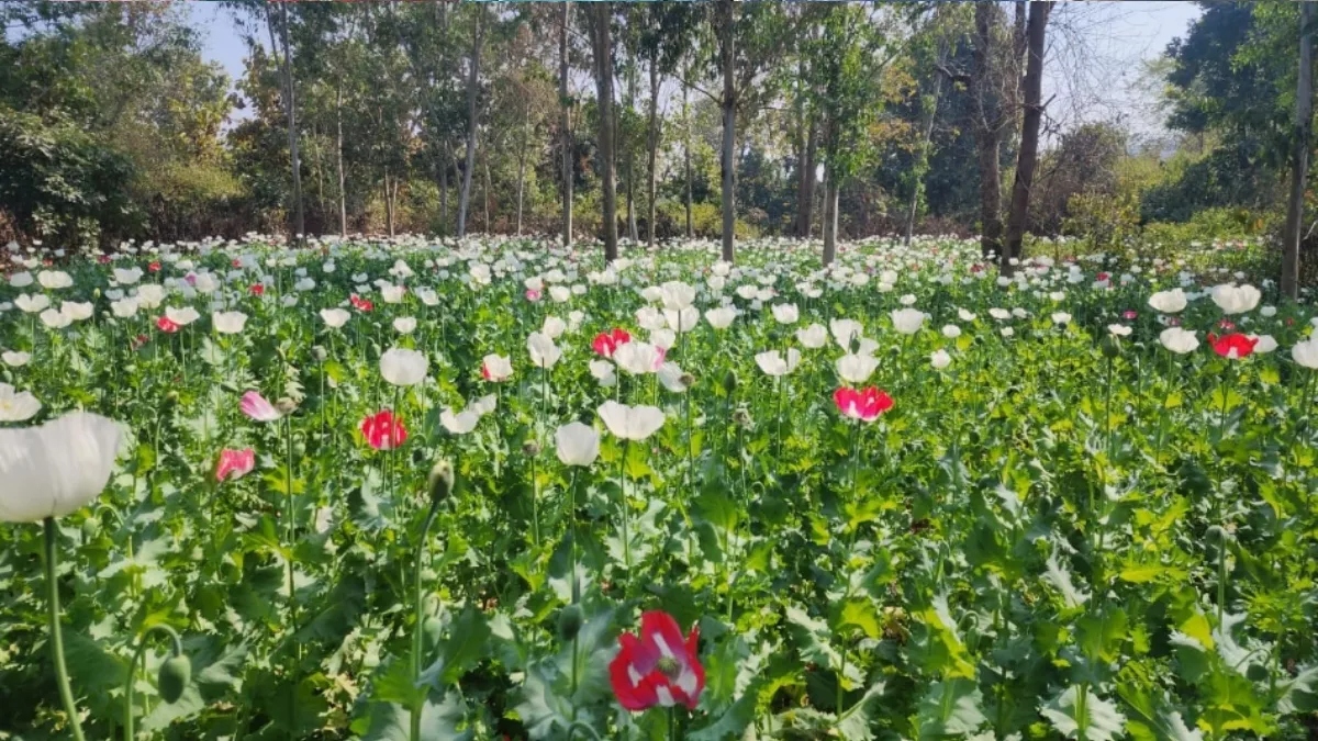 ndps police stations to open in opium farming districts of jharkhand